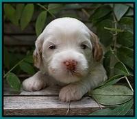 Ellie Benz pups 3 wks old 311
