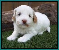 Ellie Benz pups 4 wks old301