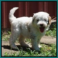 Ellie Benz pups 6 wks old441