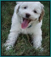 Ellie Benz pups 7 wks old 371