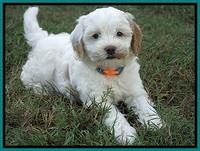 Ellie Benz pups 7 wks old 381