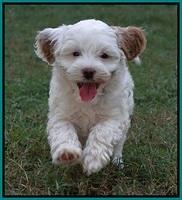 Ellie Benz pups 7 wks old 391