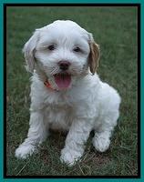 Ellie Benz pups 7 wks old 411
