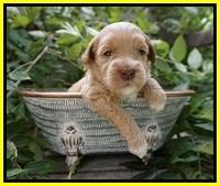 Ellie Benz pups 3 wks old 161