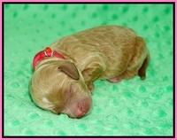 Ellie Mae Tucker Newborn 11