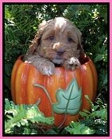 Ellie Mae Tucker pups 5 wks old 21