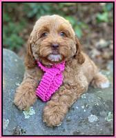 Ellie Mae Tucker pups 8 wks old 11