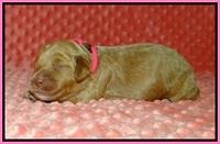 Ellie Tucker pups 1 wk old 21