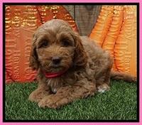 Elllie Tucker pups 6 wks old 21