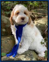 Ellie Mae Tucker pups 8 wks old 81