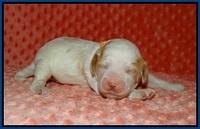 Ellie Tucker pups 1 wk old 31