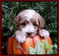 Ellie Mae Tucker pups 5 wks old 51