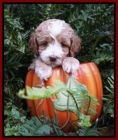 Ellie Mae Tucker pups 5 wks old 61