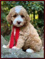 Ellie Mae Tucker pups 8 wks old 111