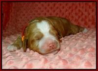 Ellie Tucker pups 1 wk old 61