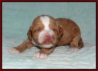 Ellie Tucker pups 2 wk old 81