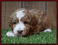 Ellie Tucker pups 4 wks old 9100