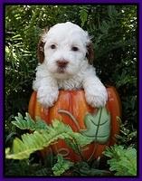 Ellie Mae Tucker pups 5 wks old 81