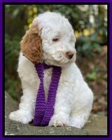 Ellie Mae Tucker pups 8 wks old 161