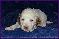 Ellie Tucker pups 3 wks old 101