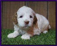 Ellie Tucker pups 4 wks old 11100
