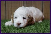 Ellie Tucker pups 4 wks old 14100