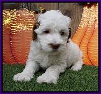Elllie Tucker pups 6 wks old 101