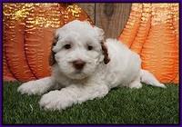 Elllie Tucker pups 6 wks old 111