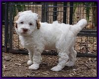Elllie Tucker pups 6 wks old 121