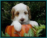 Ellie Mae Tucker pups 5 wks old 91