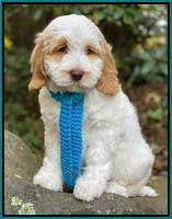 Ellie Mae Tucker pups 8 wks old 181