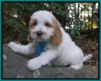 Ellie Mae Tucker pups 8 wks old 191