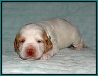Ellie Tucker pups 2 wk old 121
