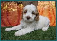 Elllie Tucker pups 6 wks old 131