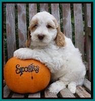 Elllie Tucker pups 7 wks old 101