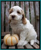 Elllie Tucker pups 7 wks old 111