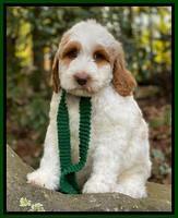 Ellie Mae Tucker pups 8 wks old 201