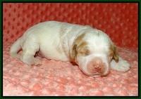 Ellie Tucker pups 1 wk old 111