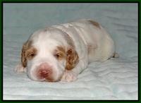 Ellie Tucker pups 2 wk old 141