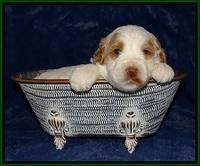 Ellie Tucker pups 3 wks old 131