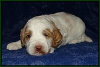 Ellie Tucker pups 3 wks old 141