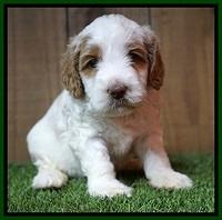 Ellie Tucker pups 4 wks old 17100