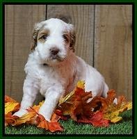 Ellie Tucker pups 4 wks old 18100