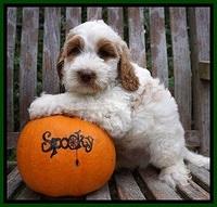 Elllie Tucker pups 7 wks old 131