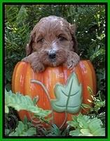 Ellie Mae Tucker pups 5 wks old 141