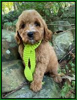 Ellie Mae Tucker pups 8 wks old 251