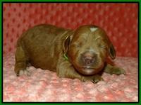Ellie Tucker pups 1 wk old 131