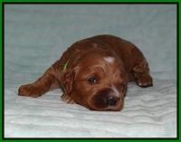 Ellie Tucker pups 2 wk old 171