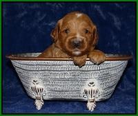 Ellie Tucker pups 3 wks old 151