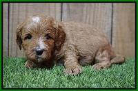 Ellie Tucker pups 4 wks old 20100